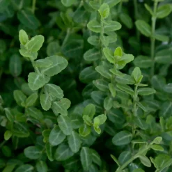 TRUFFAUT - Euonymus fortunei 'Minimus':pot 3L