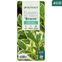 TRUFFAUT - Euonymus japonicus 'Bravo' : pot 3 L