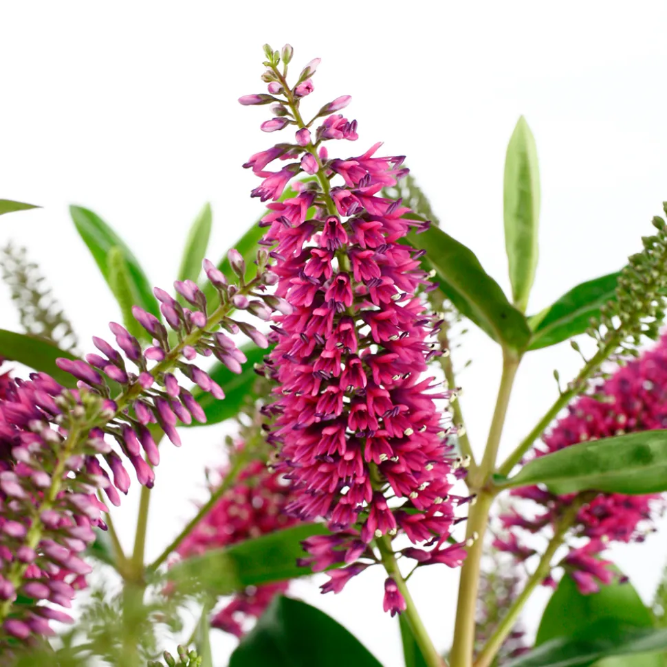 TRUFFAUT - Hebe arbustive à fleurs - pot 4L