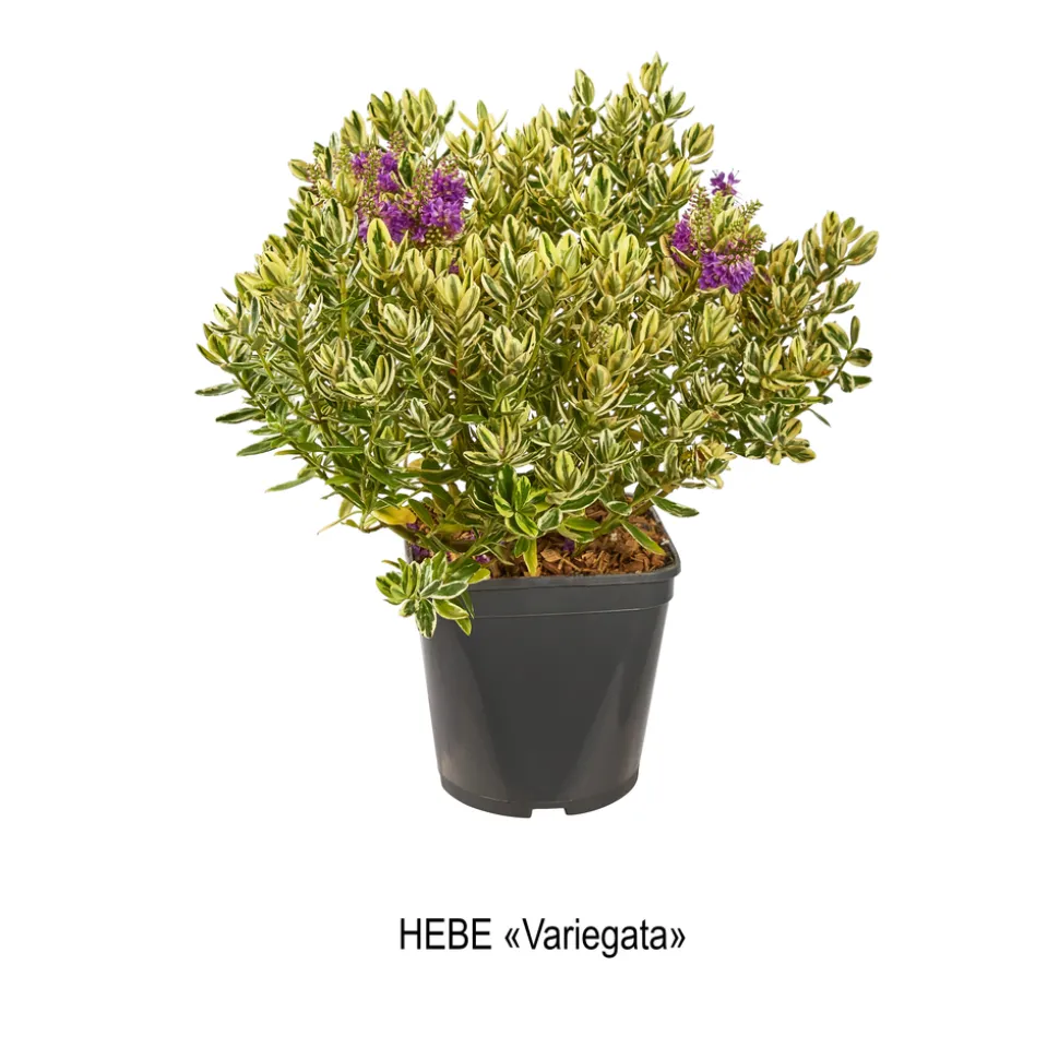 TRUFFAUT - Hebe arbustive à fleurs - pot 4L