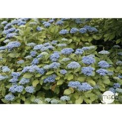TRUFFAUT - Hydrangea 'Ayesha', ctr 3 L