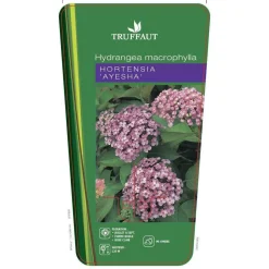 TRUFFAUT - Hydrangea 'Ayesha', ctr 3 L