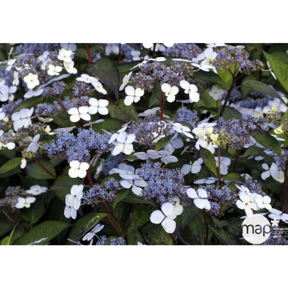 TRUFFAUT - Hydrangea 'Blue Deckle', contneur 3 L