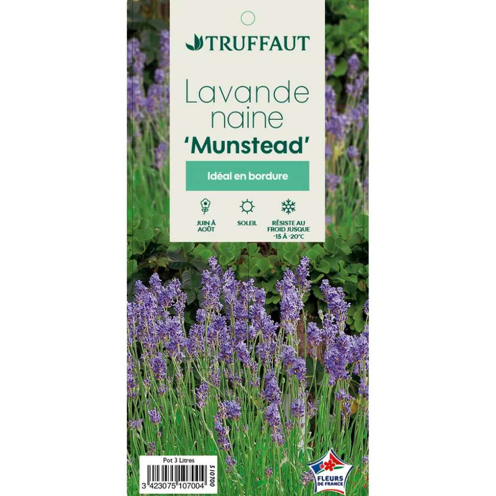 TRUFFAUT - Lavande vraie Munstead : conteneur 3 Litres