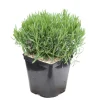 TRUFFAUT - Lavandula Angustifolia Anna : C. 3L