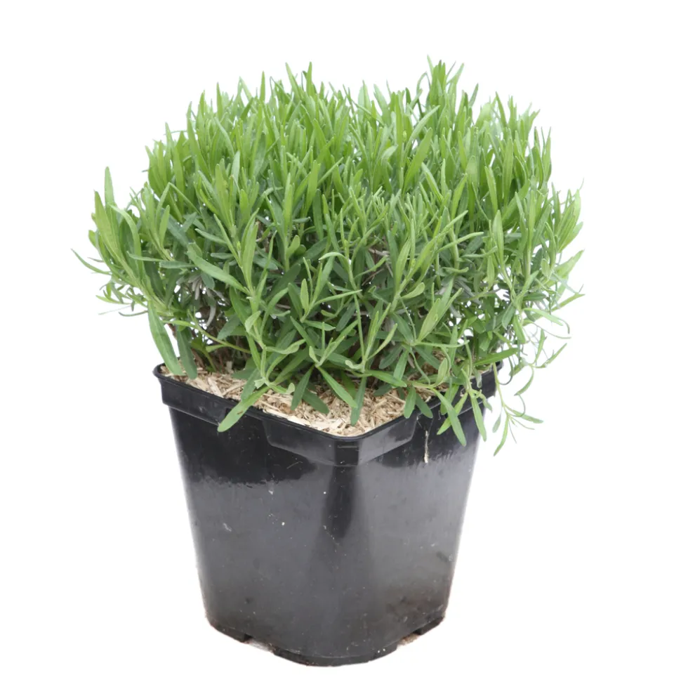 TRUFFAUT - Lavandula Angustifolia Anna : C. 3L