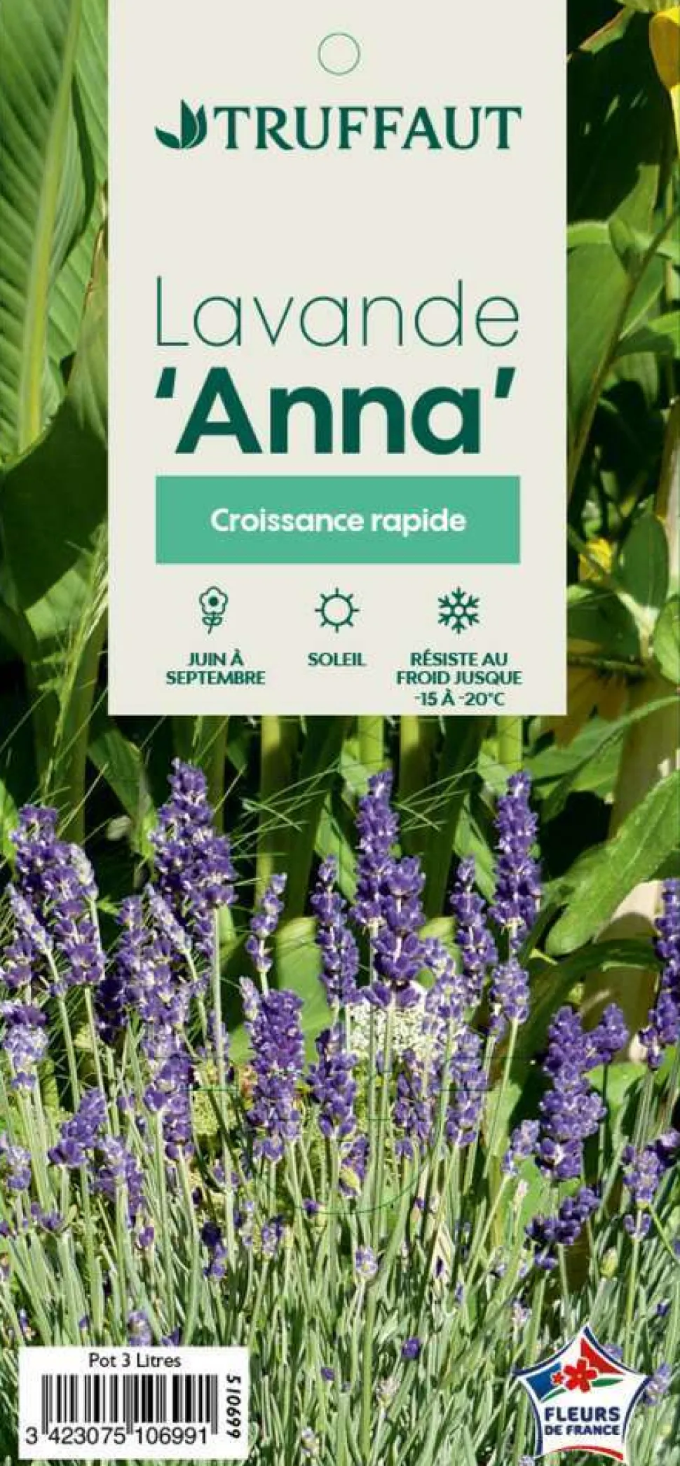 TRUFFAUT - Lavandula Angustifolia Anna : C. 3L