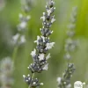 TRUFFAUT - Lavandula angustifolia 'Edelweiss' :3 L RC