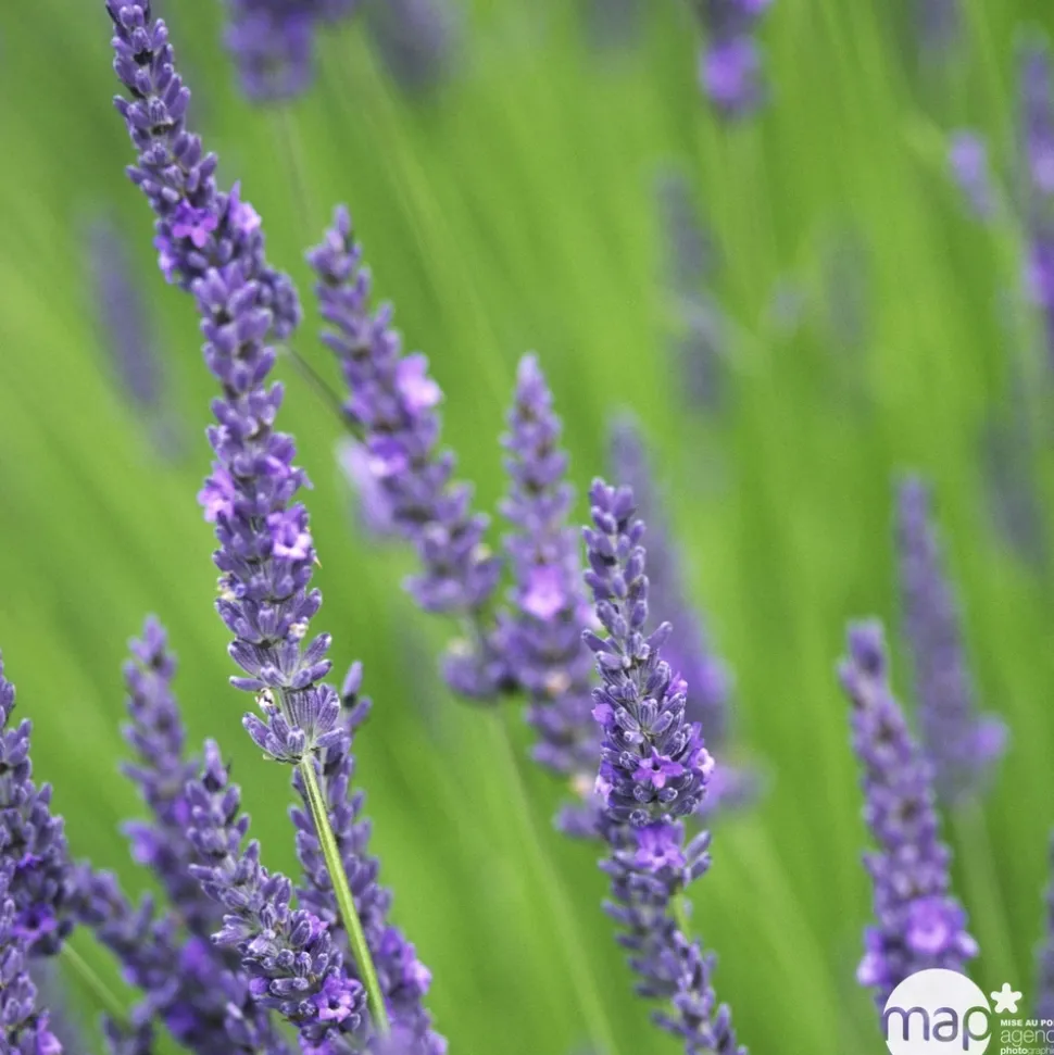 TRUFFAUT - Lavandula x intermedia 'Grosso': 3 L RC