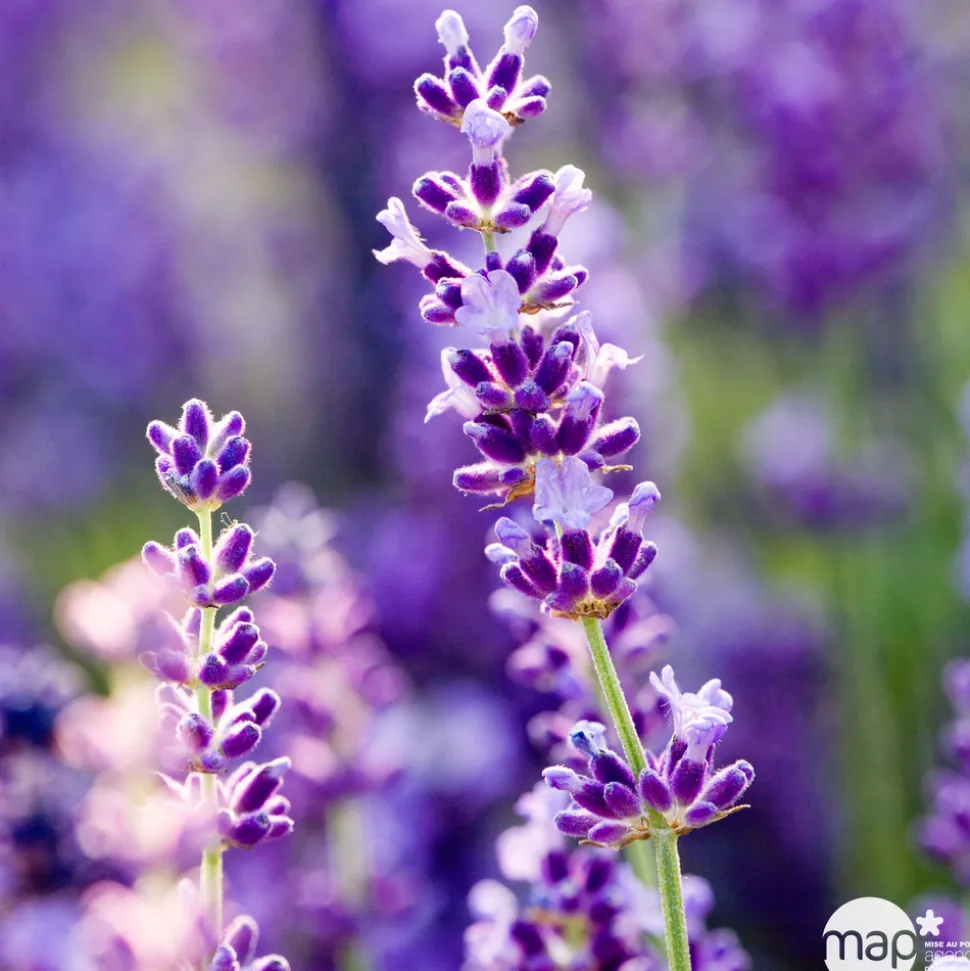 TRUFFAUT - Lavandula x 'Richard Gray' : 3L
