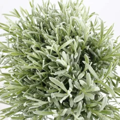 TRUFFAUT - Lavandula x 'Richard Gray' : 3L