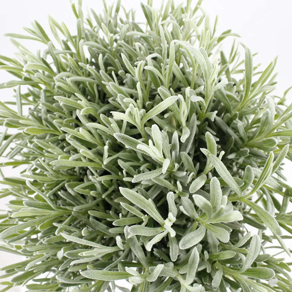 TRUFFAUT - Lavandula x 'Richard Gray' : 3L