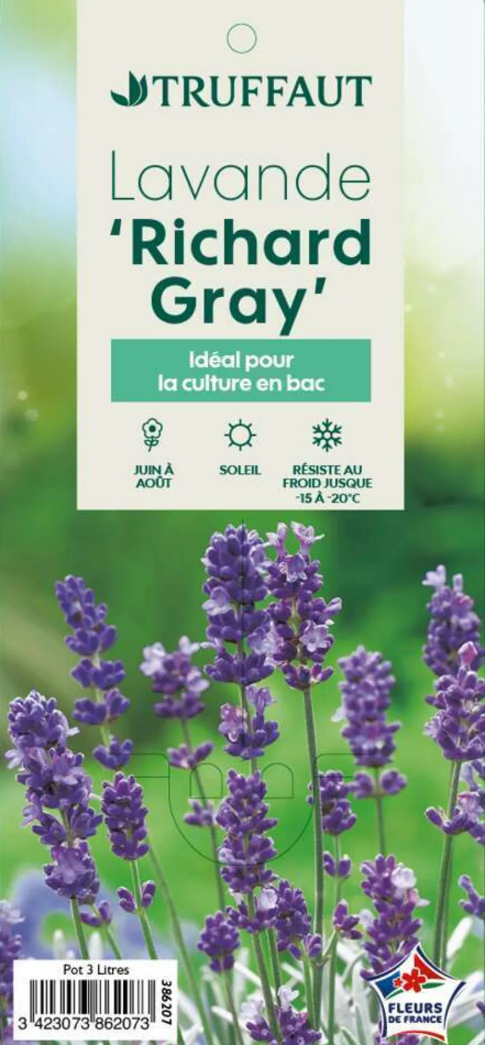 TRUFFAUT - Lavandula x 'Richard Gray' : 3L