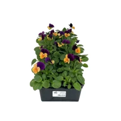 TRUFFAUT - Pensée : barquette de 10 plants - Coloris variables