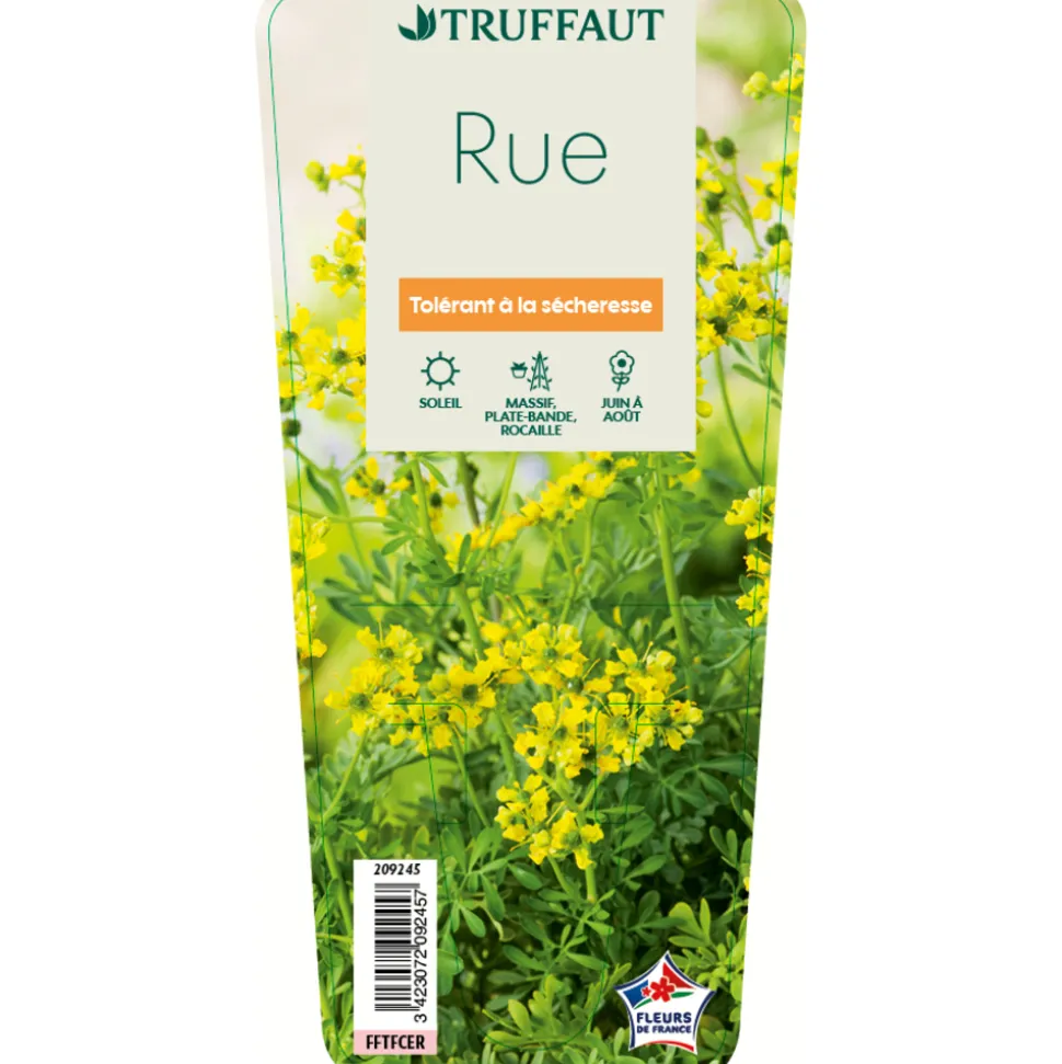 TRUFFAUT - Rue : godet vert