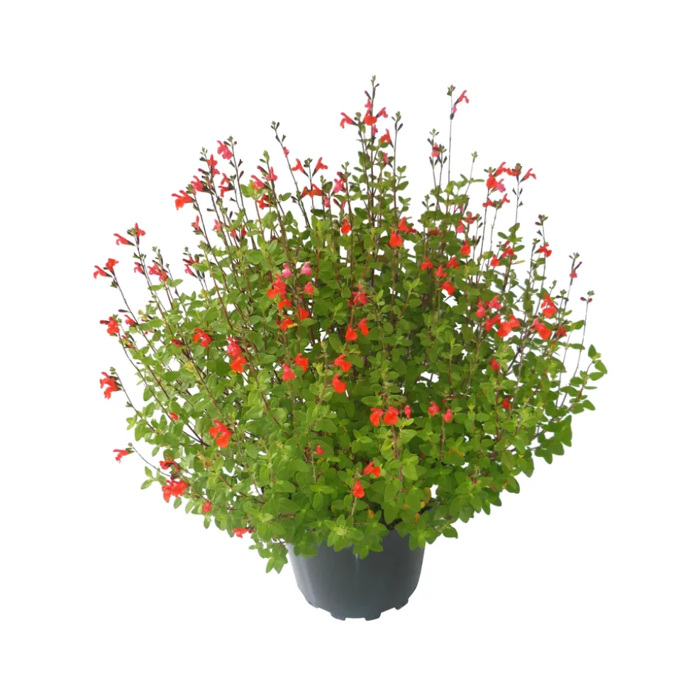 TRUFFAUT - Salvia Grahamii : Pot 7,5L