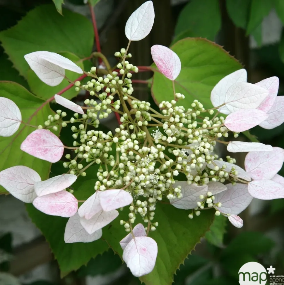 TRUFFAUT - Schizophragma hydrangeoides, pot 3 litres