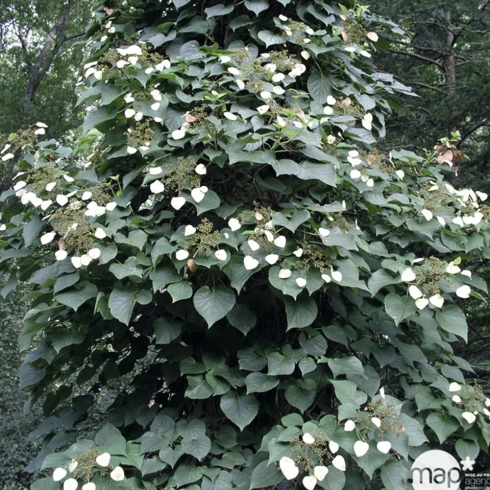 TRUFFAUT - Schizophragma hydrangeoides, pot 3 litres