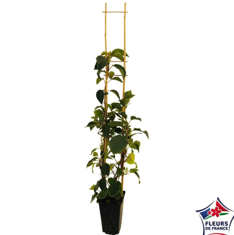 TRUFFAUT - Schizophragma hydrangeoides, pot 3 litres