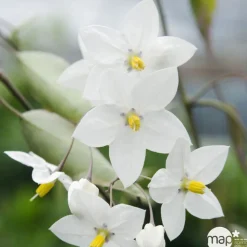 TRUFFAUT - Solanum jasminoïdes: pot 3L