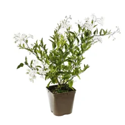 TRUFFAUT - Solanum jasminoïdes: pot 3L