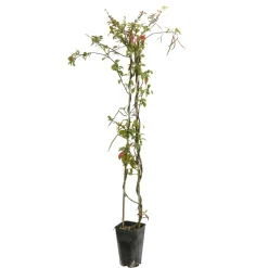 TRUFFAUT - Trachelospermum asiaticum : 3L