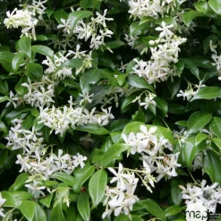 TRUFFAUT - Trachelospermum jasminoides : 3L