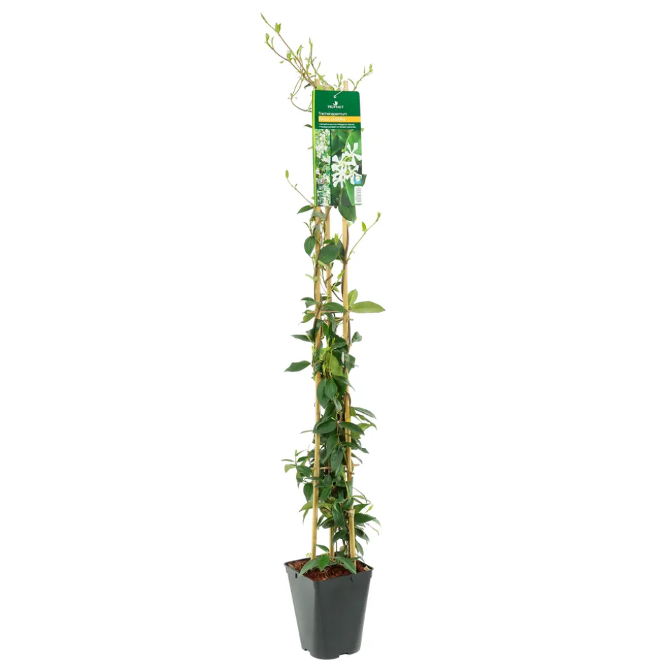 TRUFFAUT - Trachelospermum jasminoides : 3L