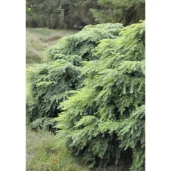 Tsuga canadensis 'Jeddeloh': Hauteur 25/30 cm conteneur 3,7 litres