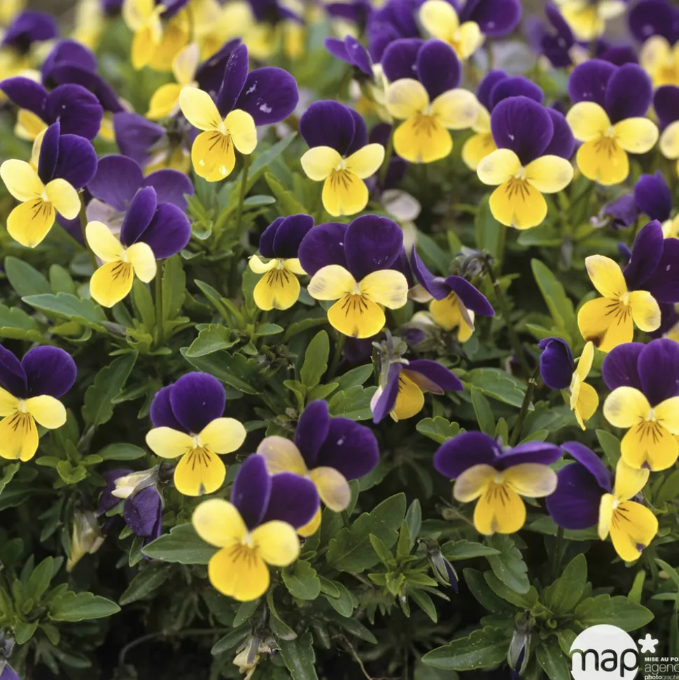Viola cornuta : Pot Ø 10,5 cm - Coloris variables