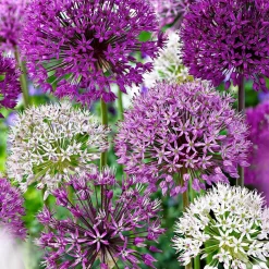 WILLEMSE FRANCE - 10 alliums d'ornements en mélange - le sachet de 10 bulbes / circonférence 12cm+, vendu par lot de 6