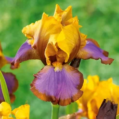 WILLEMSE FRANCE - 2 iris de jardin lasso marron - le paquet de 2 racines nues, vendu par lot de 2