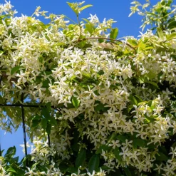 WILLEMSE FRANCE - Jasmin étoilé - le pot / ø 9cm