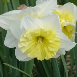 WILLEMSE FRANCE - 5 narcisses à grande couronne ice follies - le sachet de 5 bulbes / circonférence 14-16cm, vendu par lot de 2