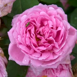 WILLEMSE FRANCE - Rosier comte de chambord - la pièce en racine nue / 3+ branches