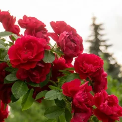 WILLEMSE FRANCE - Rosier grimpant rouge - la pièce en racine nue / 2 branches, vendu par lot de 2
