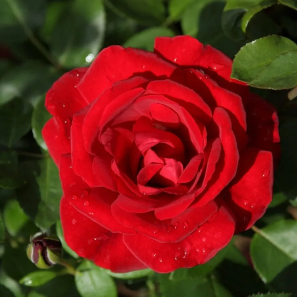 WILLEMSE FRANCE - Rosier grimpant santana ® - la pièce en racine nue / 3 branches, vendu par lot de 2