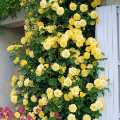 WILLEMSE FRANCE - Rosier grimpant golden gate ® korgolgat - la pièce en racine nue / 3 branches, vendu par lot de 2