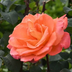 WILLEMSE FRANCE - Rosier grimpant métanoïa - la pièce en racine nue / 3 branches, vendu par lot de 2