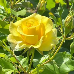 WILLEMSE FRANCE - Rosier grimpant jaune - la pièce en racine nue / 2+ branches