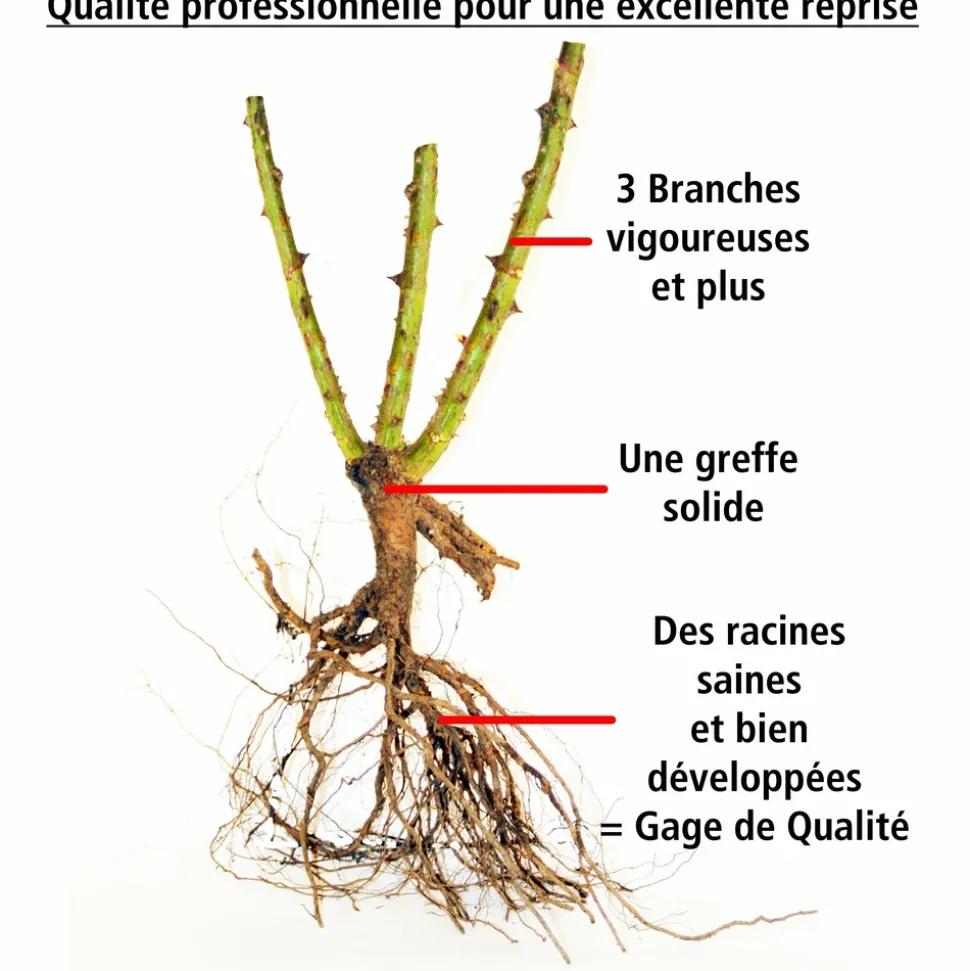 WILLEMSE FRANCE - Rosier hadangel - la pièce en racine nue / 3+ branches, vendu par lot de 2