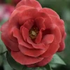 WILLEMSE FRANCE - Rosier terracotta ® - le pot / 4l / hauteur livrée 15-40cm