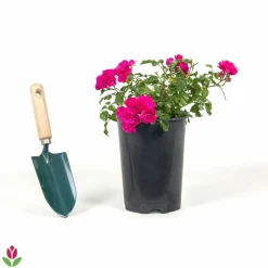 WILLEMSE FRANCE - Rosier toscana® - le pot / 3l / hauteur livrée 15-40cm