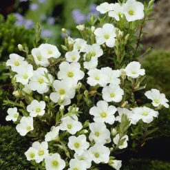 WILLEMSE FRANCE - Sabline des montagnes - le pot / ø 9cm, vendu par lot de 4