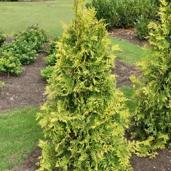 WILLEMSE FRANCE - Thuya d'occident golden smaragd - le pot / 3l / hauteur livrée 40-50cm