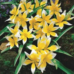 WILLEMSE FRANCE - 10 tulipes botaniques tarda - le sachet de 10 bulbes / circonférence 6cm+, vendu par lot de 4
