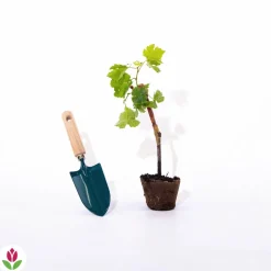 WILLEMSE FRANCE - Vigne chardonnay - la motte / hauteur livrée 20-40cm