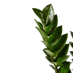 Zamioculcas : pot de D.17cm - H.55cm