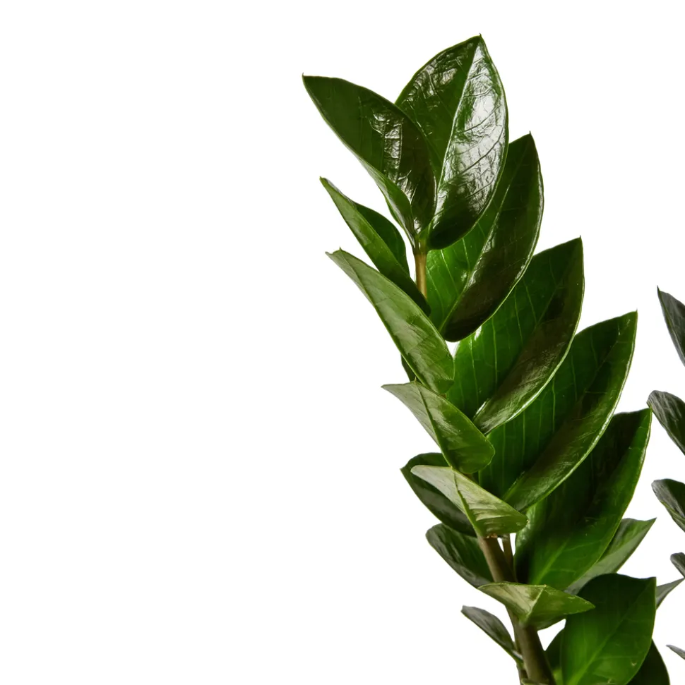 Zamioculcas : pot de D.17cm - H.55cm