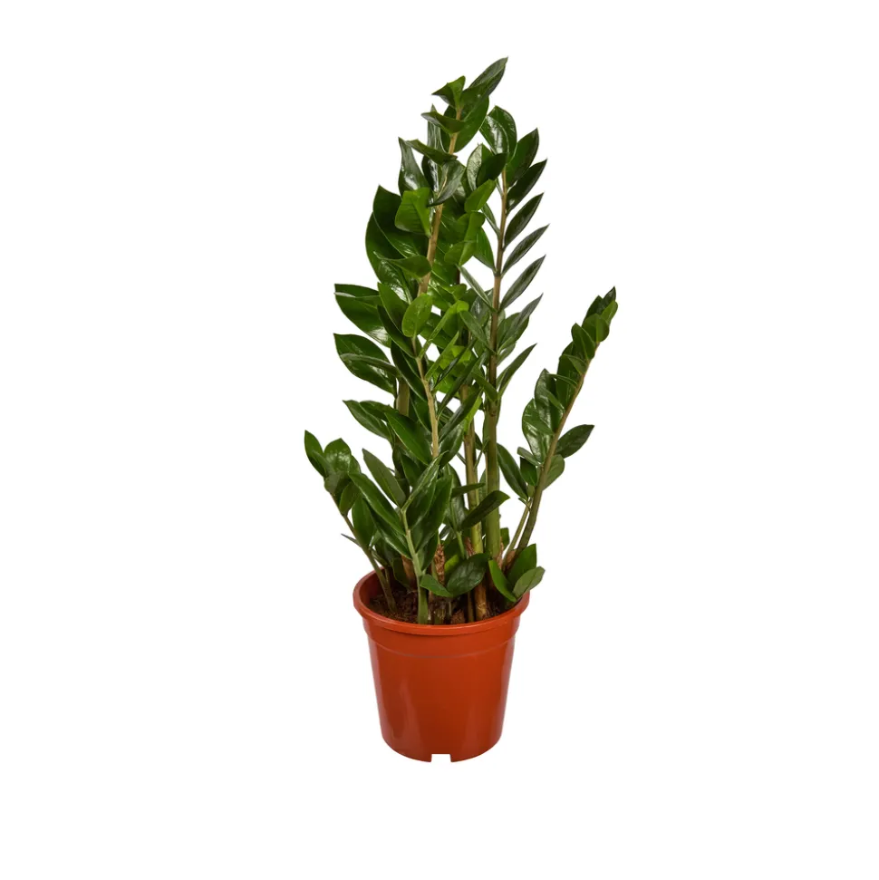 Zamioculcas : pot de D.17cm - H.55cm